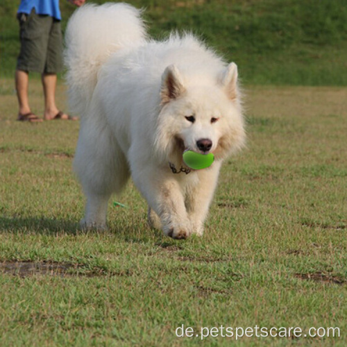 Fangen Sie Rugby Interactive Traning Dog Ball Agility -Geräte
